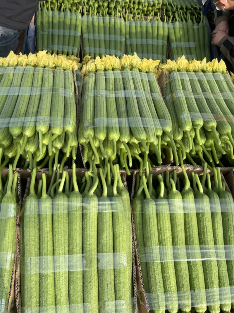 连云港鲜花丝瓜绿皮长丝瓜产地直销优质产品