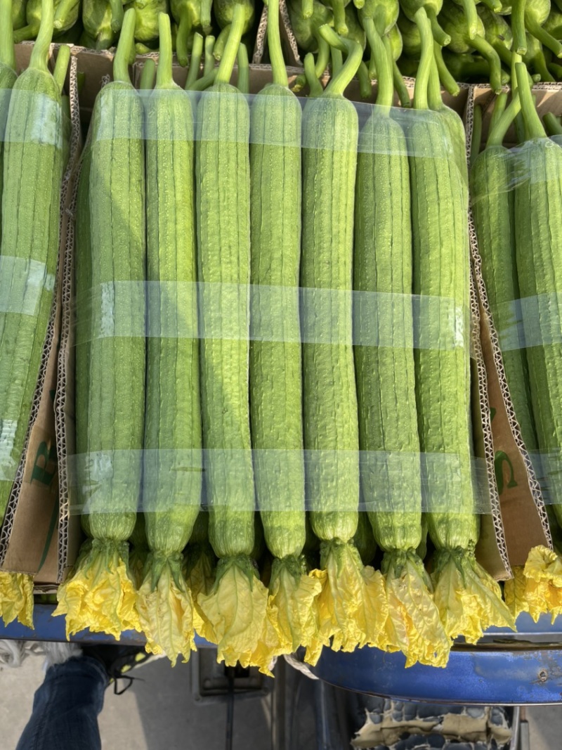 连云港鲜花丝瓜绿皮长丝瓜产地直销优质产品