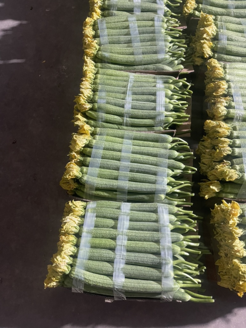 连云港鲜花丝瓜绿皮长丝瓜产地直销优质产品
