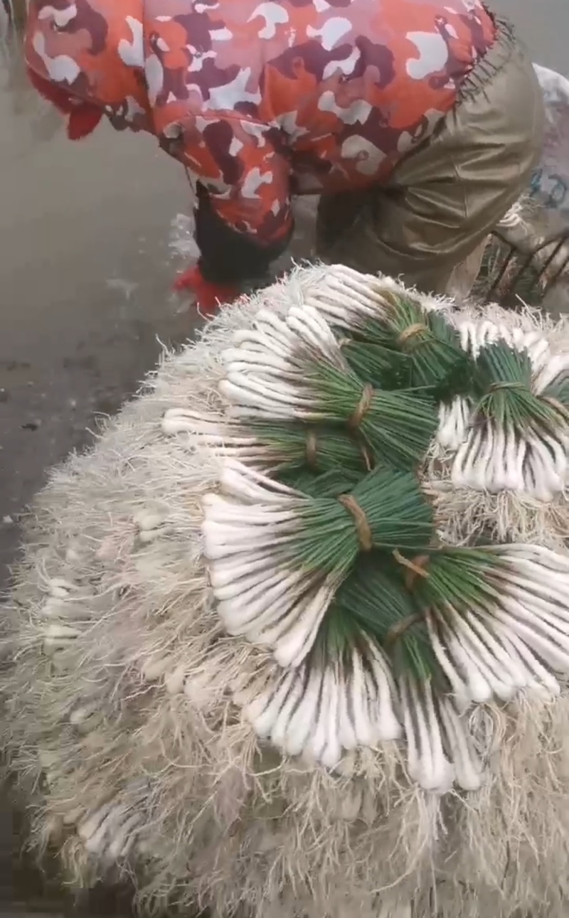 又白又嫩的荞头苗，藠头苗货源充足欢迎来电咨询！