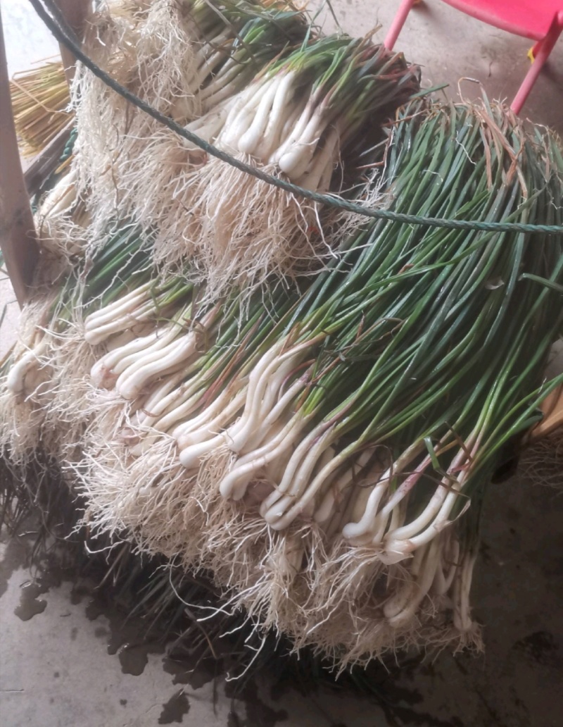 新鲜菜荞头苗藠头苗大量有货价格实惠全国发欢迎订购
