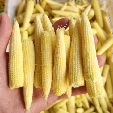 玉米心，玉米芯，玉米饲料，量大从优，可视频看货。
