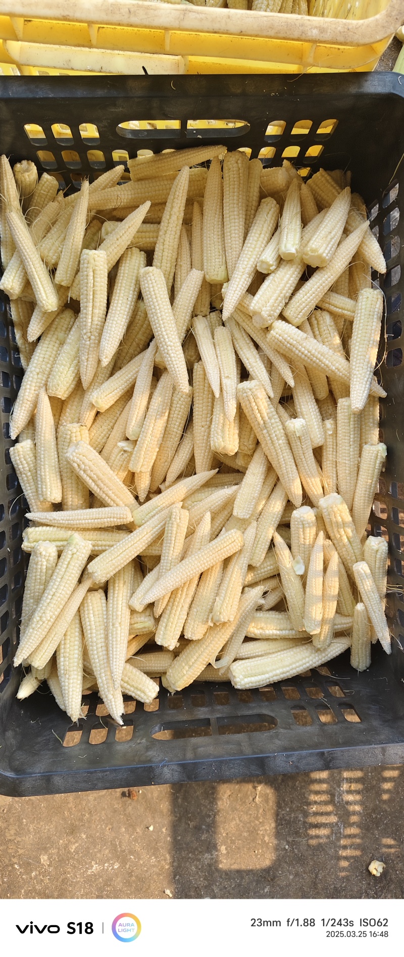 玉米心，玉米芯，玉米饲料，量大从优，可视频看货。