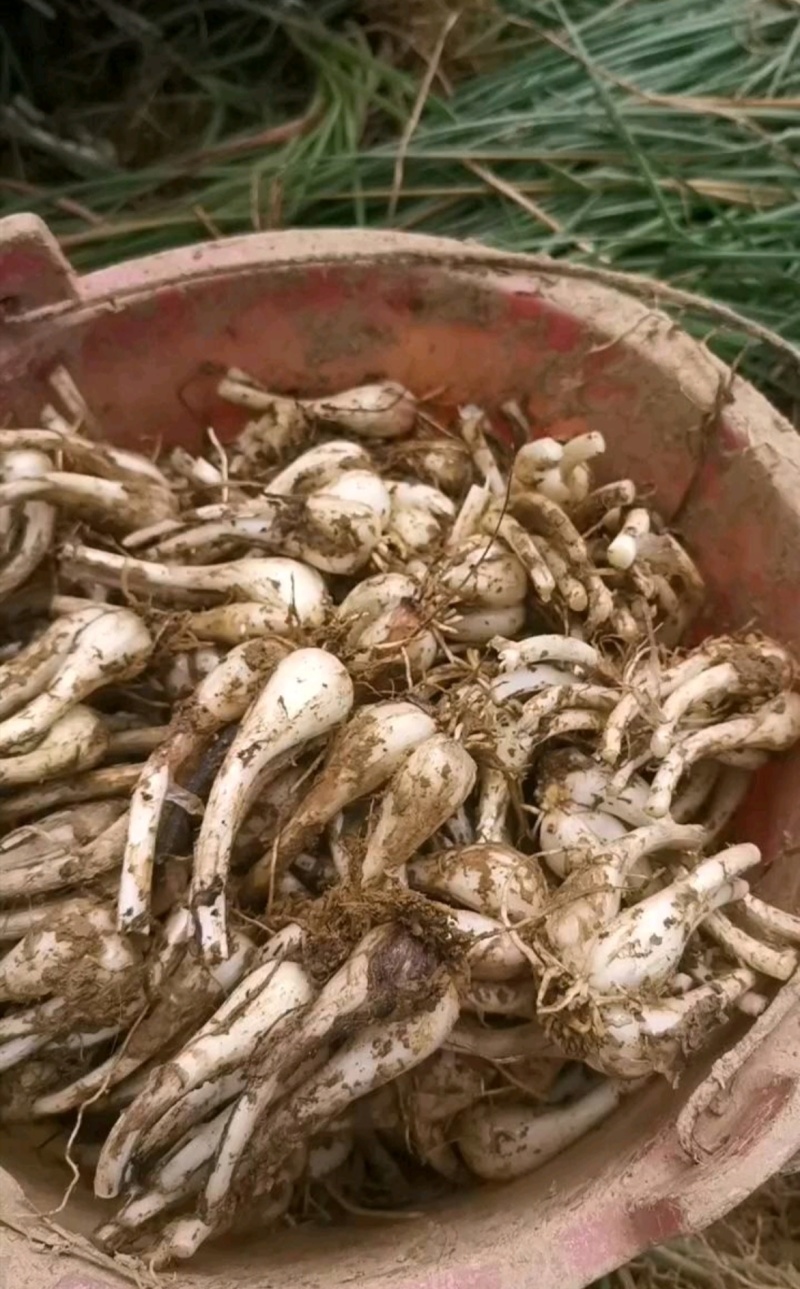 冷库荞头藠头货源充足量大从优欢迎联系订购
