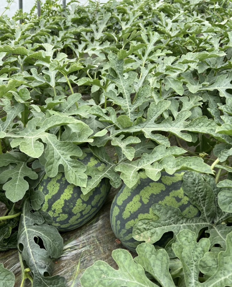 精品甘美4k西瓜，头茬瓜，货量足规格齐全