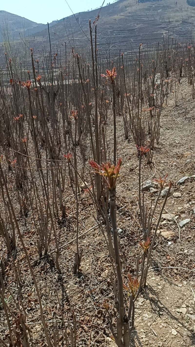 山东省新泰市放城镇马家寨子村，红油香椿芽头茬嫩芽大量上市