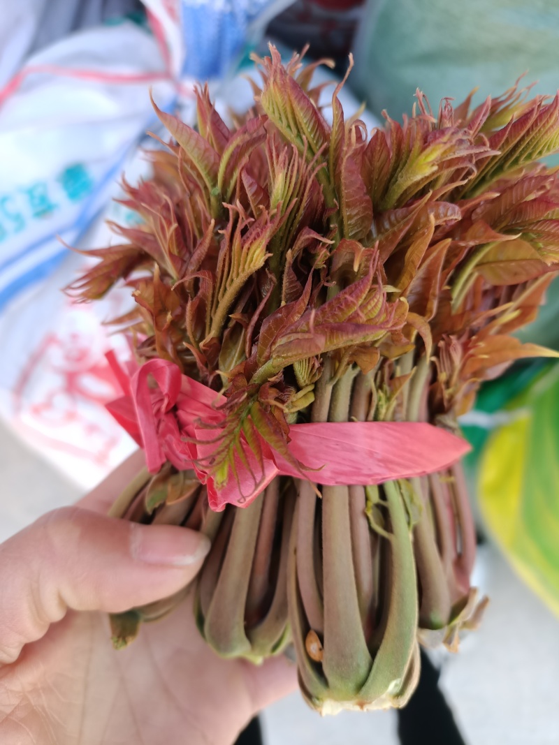 山东省新泰市放城镇马家寨子村，红油香椿芽头茬嫩芽大量上市