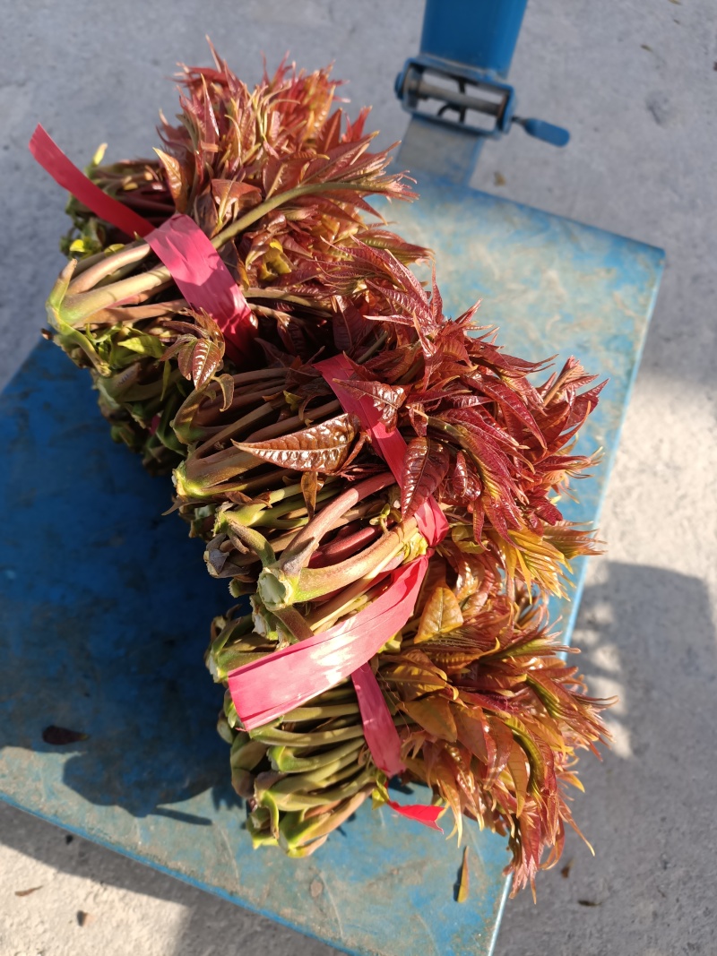 山东省新泰市放城镇马家寨子村，红油香椿芽头茬嫩芽大量上市