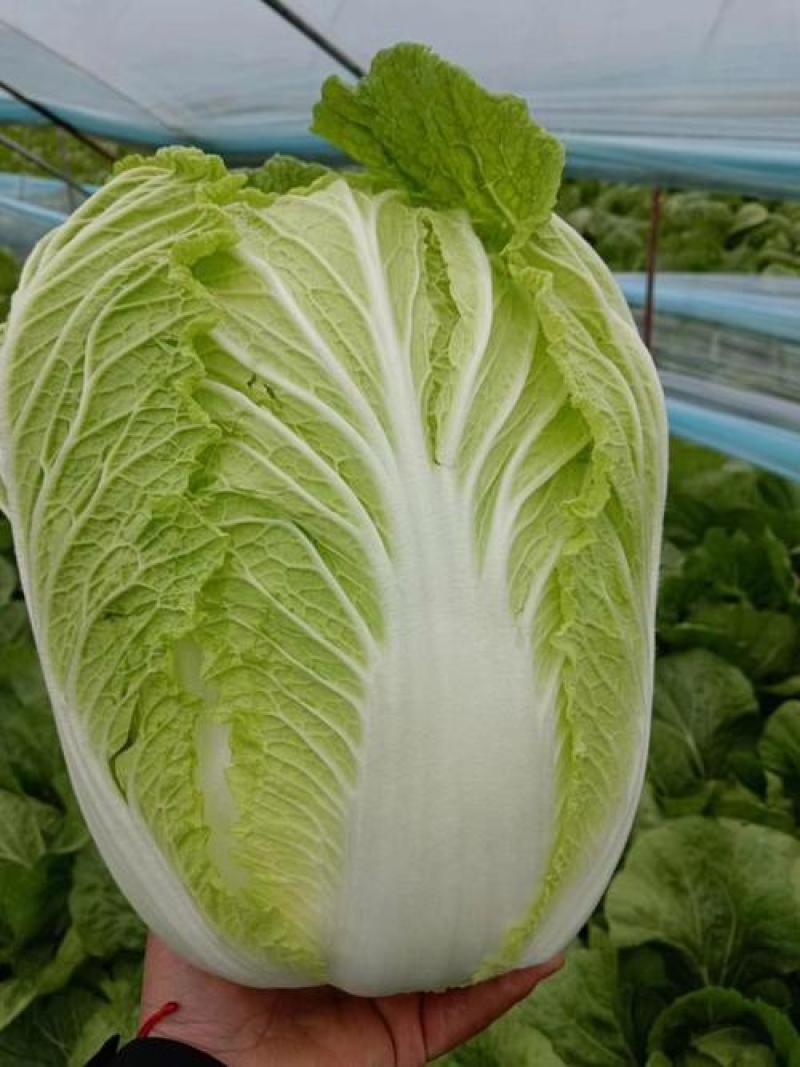 早春优质黄心大白菜欢迎客商来采购