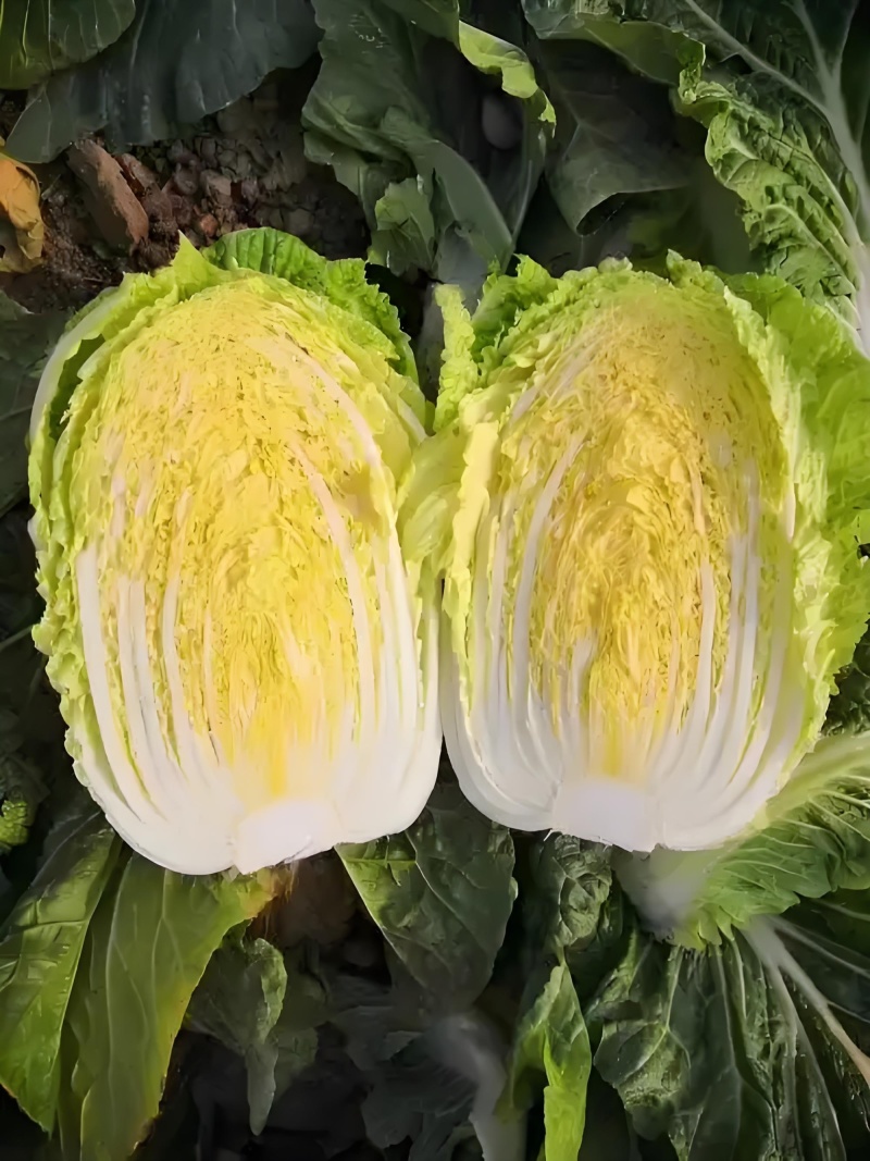 早春优质黄心大白菜欢迎客商来采购