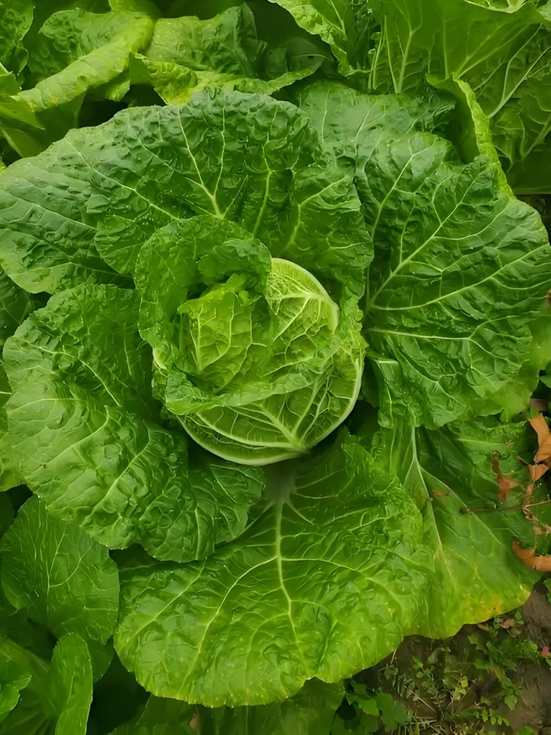 早春优质黄心大白菜欢迎客商来采购