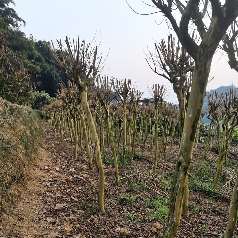 一手货源，基地货，物美廉价，欢迎选购
