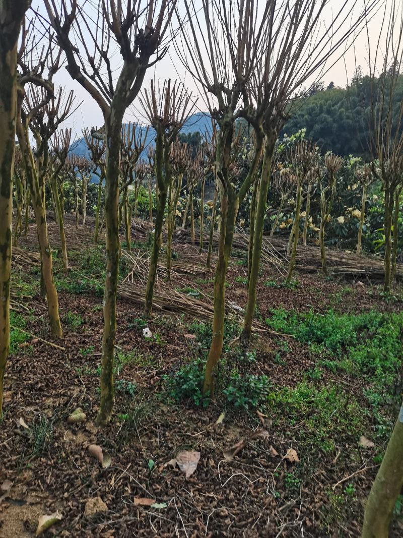 一手货源，基地货，物美廉价，欢迎选购
