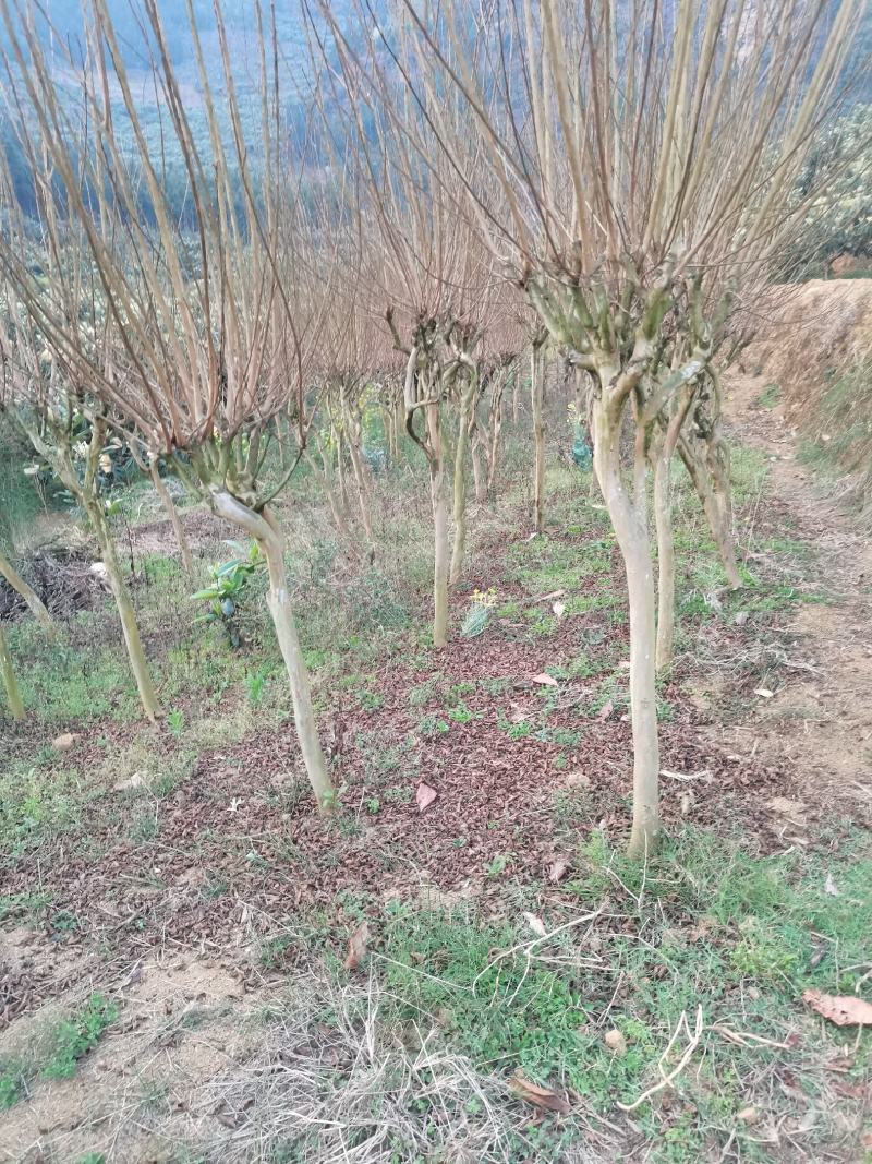 一手货源，基地货，物美廉价，欢迎选购