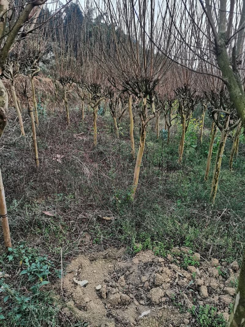 一手货源，基地货，物美廉价，欢迎选购