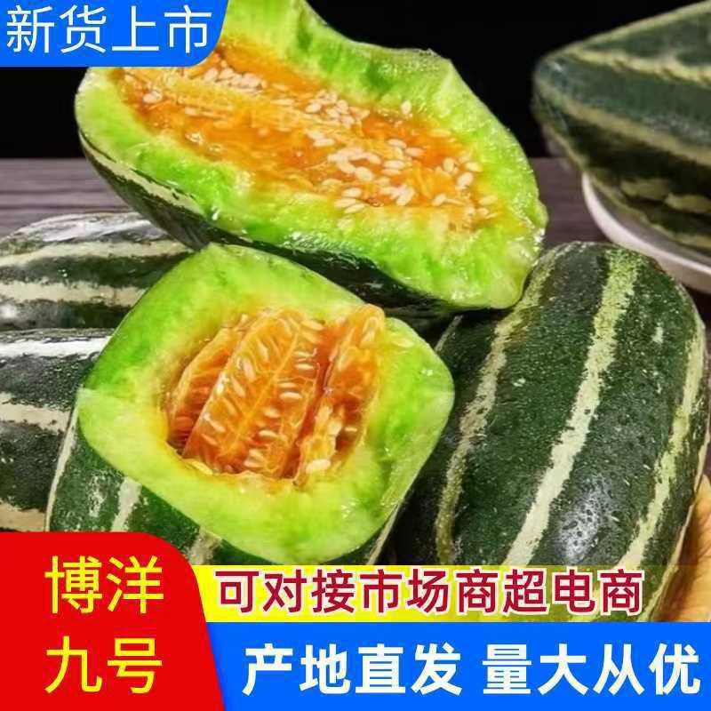 山东莘县博洋九号甜瓜上市中货多量大，口感软糯香甜全国代发