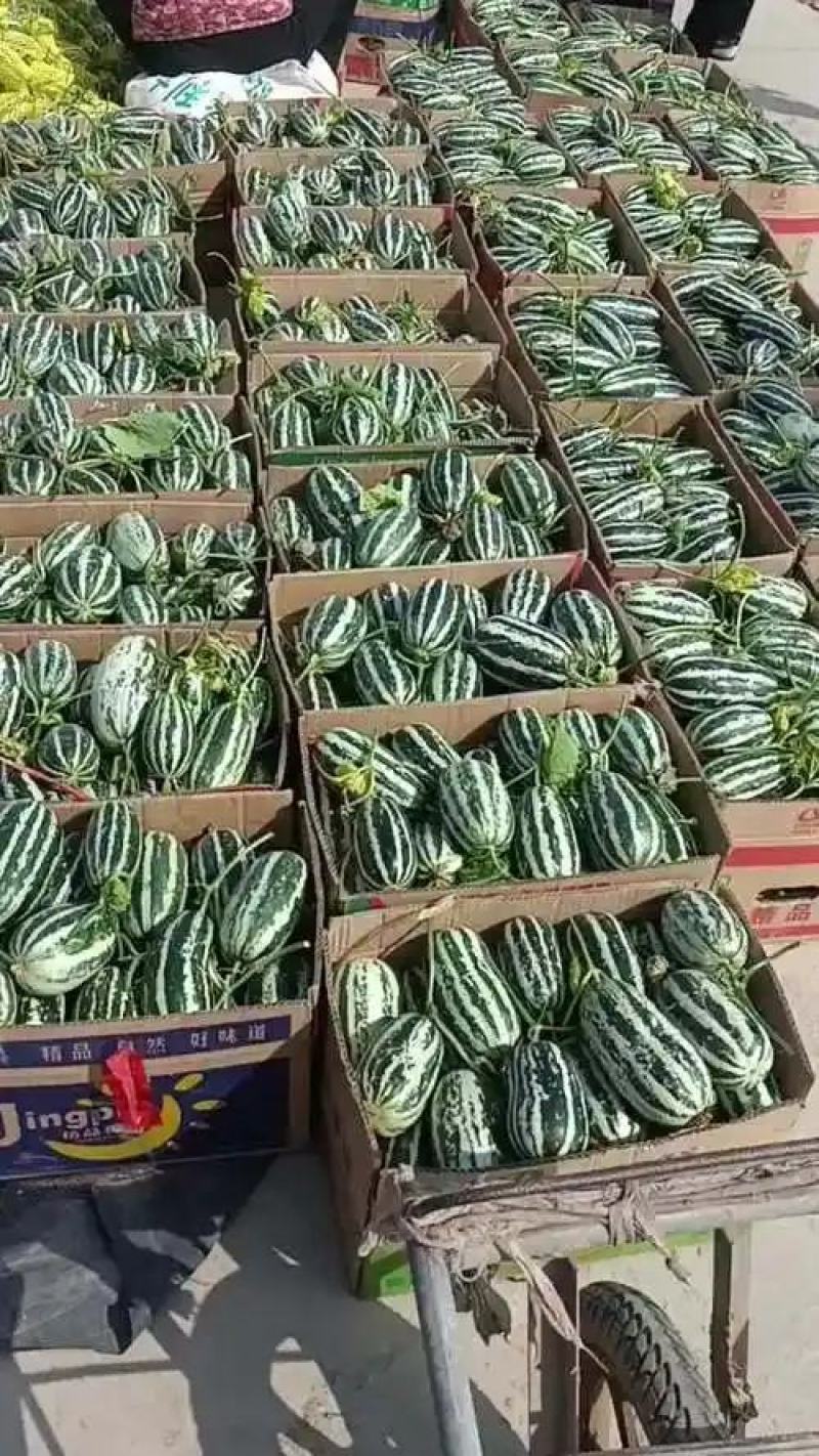 山东莘县博洋九号甜瓜上市中货多量大，口感软糯香甜全国代发