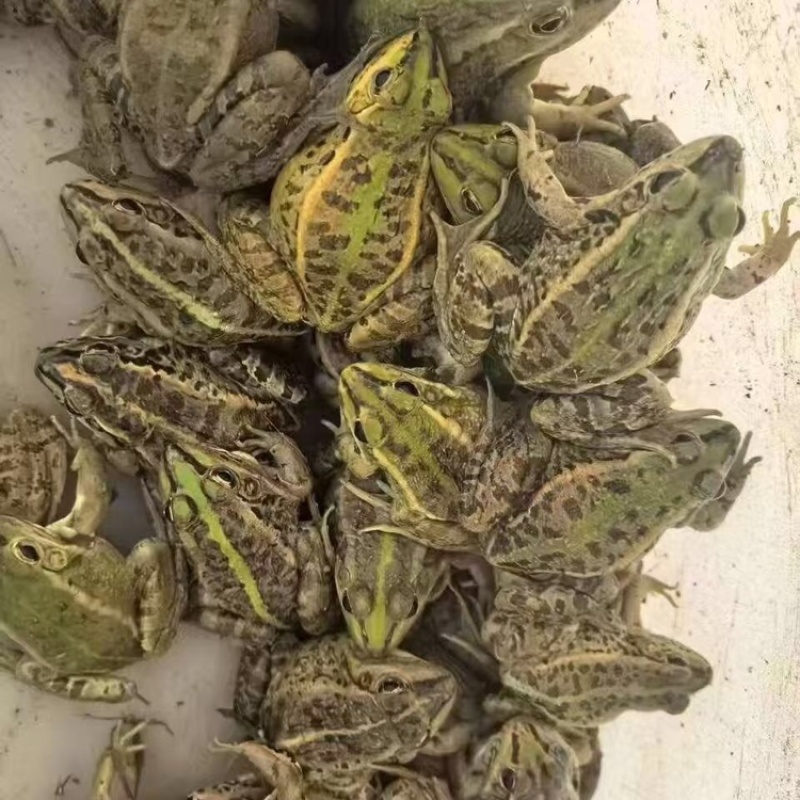 黑斑蛙产地一手货源规格齐全，保证鲜活欢迎电话联系