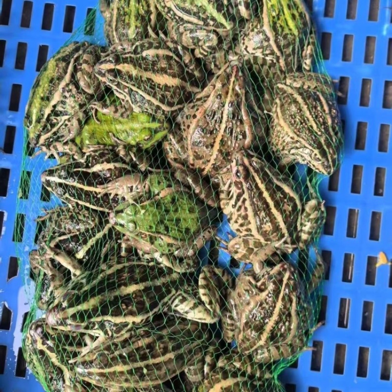 黑斑蛙产地一手货源规格齐全，保证鲜活欢迎电话联系