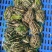 黑斑蛙产地一手货源规格齐全，保证鲜活欢迎电话联系