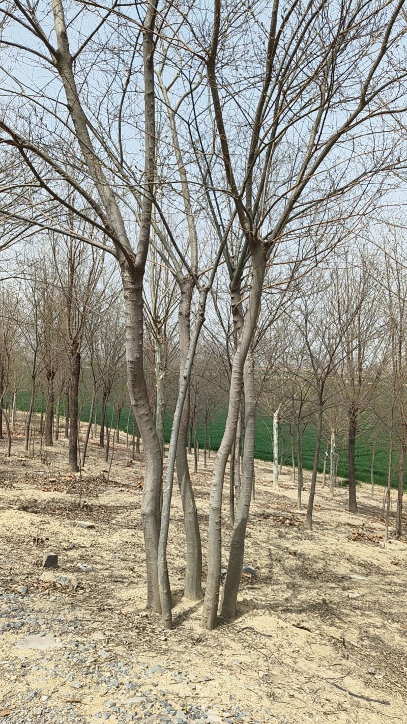 朴树大量上市，产地直发，品质保证，服务周到，诚信经营