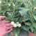 人参果苗盆栽带花带果可食用观赏果长寿果四季开花结果