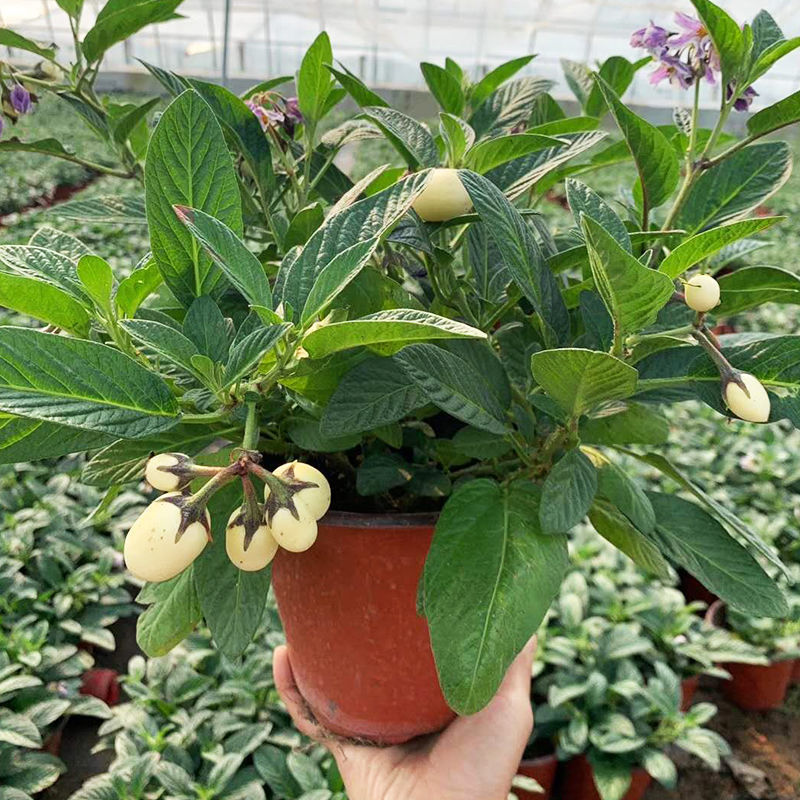 人参果苗盆栽带花带果可食用观赏果长寿果四季开花结果