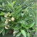 人参果苗盆栽带花带果可食用观赏果长寿果四季开花结果