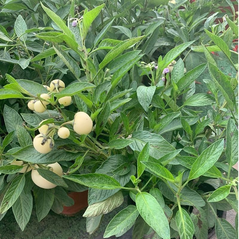 人参果苗盆栽带花带果可食用观赏果长寿果四季开花结果