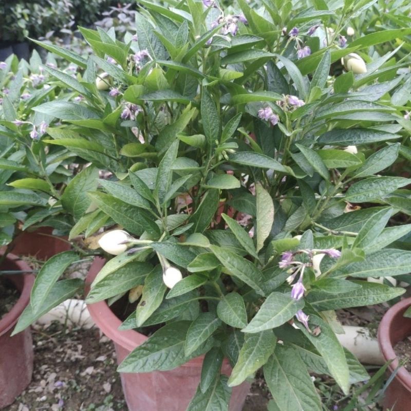 人参果苗盆栽带花带果可食用观赏果长寿果四季开花结果