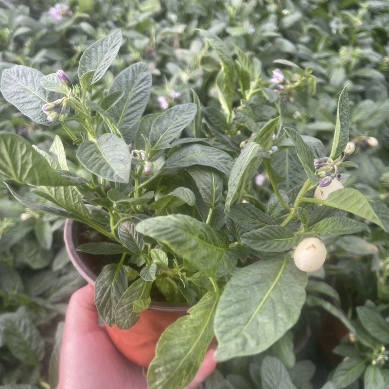 人参果苗盆栽带花带果可食用观赏果长寿果四季开花结果