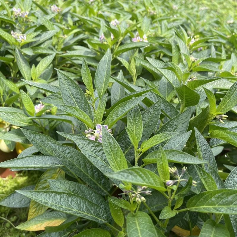 人参果苗盆栽带花带果可食用观赏果长寿果四季开花结果