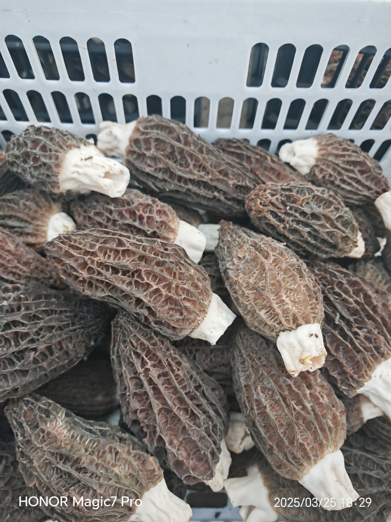 羊肚菌