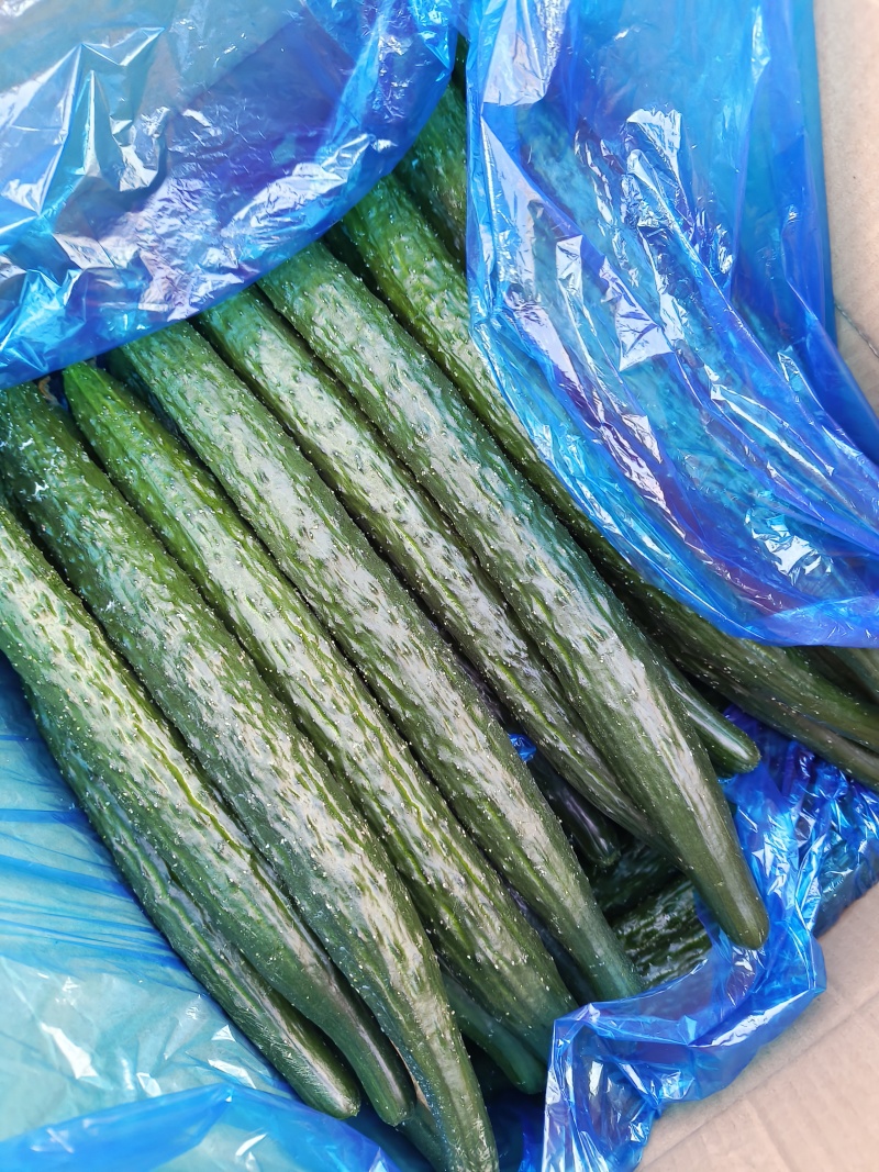 精品黄瓜大量供应黑油亮，密刺黄瓜