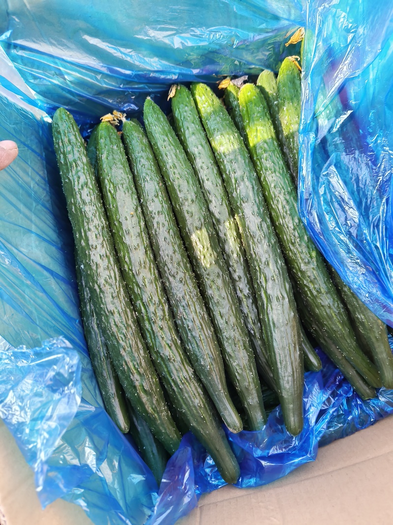 精品黄瓜大量供应黑油亮，密刺黄瓜