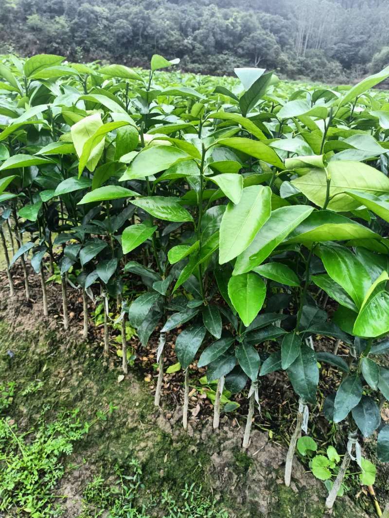 沃柑苗