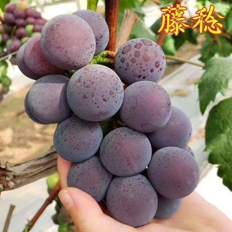 山东藤稔葡萄，一手货源，品质保证，可视频看货，量大从优