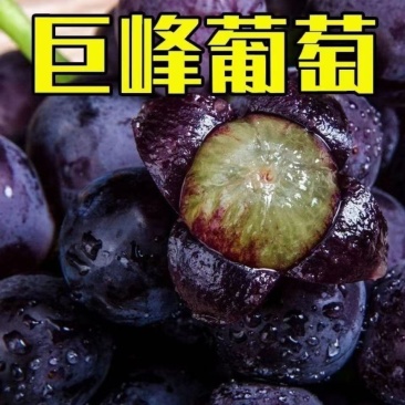 巨峰葡萄大量供应，产地直发，可对接电商商超等，量大从优