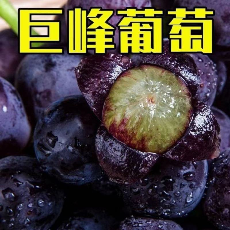 巨峰葡萄大量供应，产地直发，可对接电商商超等，量大从优