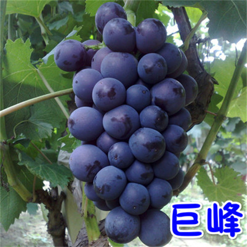 巨峰葡萄大量供应，产地直发，可对接电商商超等，量大从优