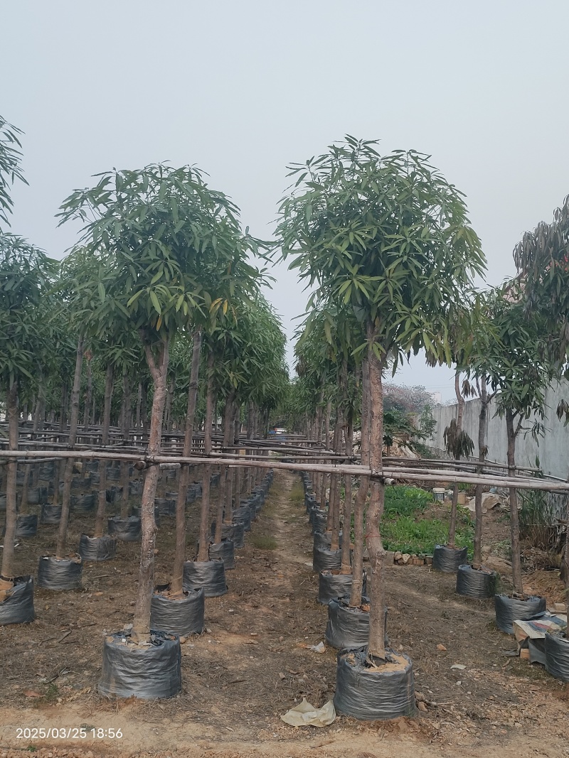 优质风景树