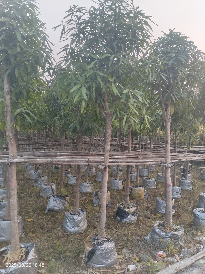 优质风景树