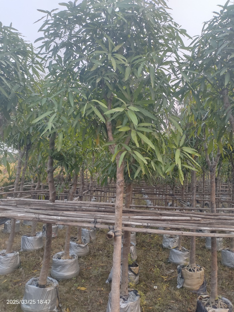 优质风景树