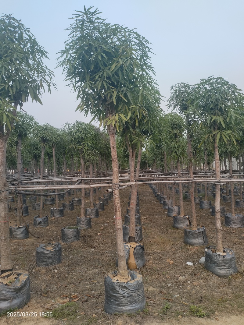 优质风景树