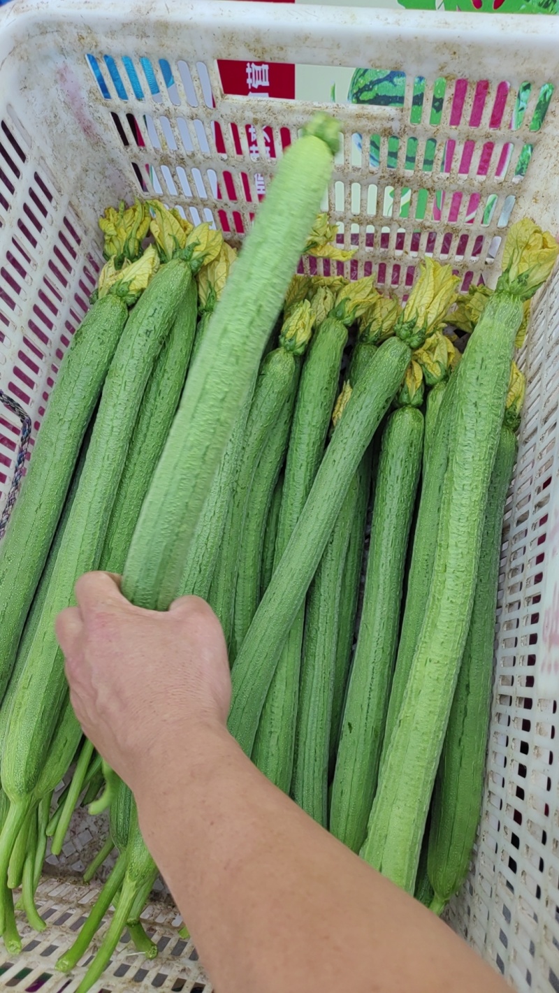 丝瓜