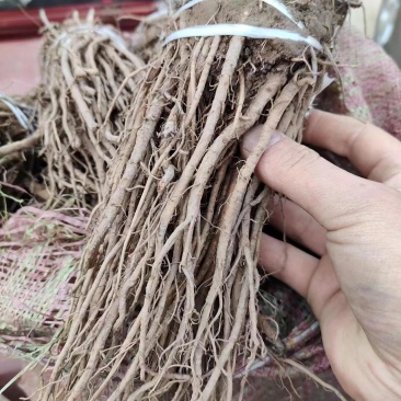 中草药羌活苗羌滑阴生绿植庭院地栽盆栽可观赏入药材耐寒植物
