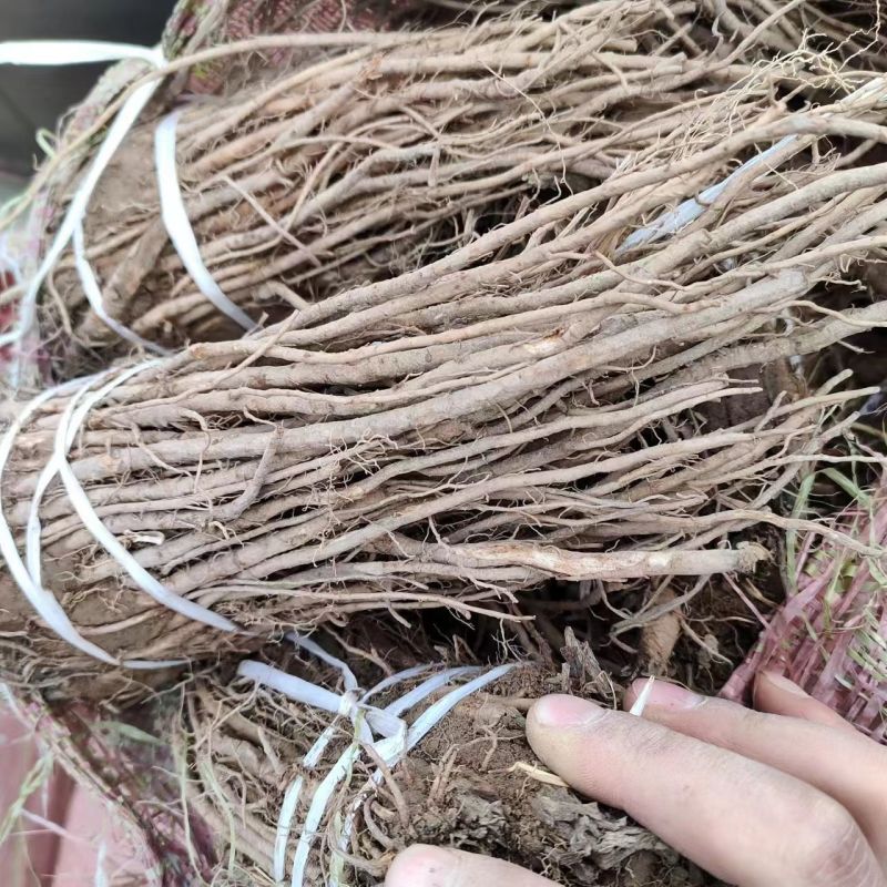 中草药羌活苗羌滑阴生绿植庭院地栽盆栽可观赏入药材耐寒植物