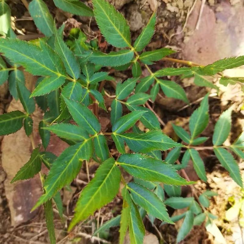 中草药羌活苗羌滑阴生绿植庭院地栽盆栽可观赏入药材耐寒植物