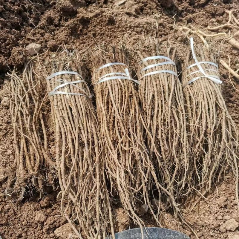 中草药羌活苗羌滑阴生绿植庭院地栽盆栽可观赏入药材耐寒植物