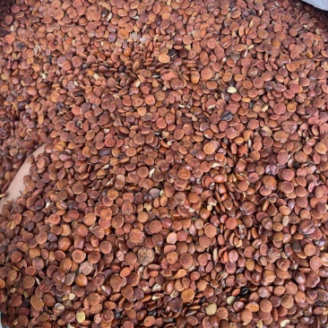 枣仁酸枣仁新货大量现货可零售批发品质保证